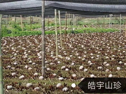 &#24320;&#20113;&#40;&#20013;&#22269;&#41;&#75;&#97;&#105;&#121;&#117;&#110;