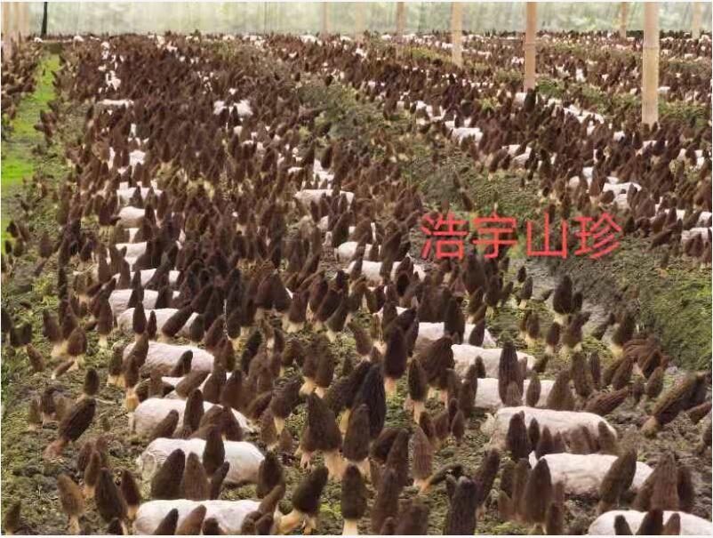 &#24320;&#20113;&#40;&#20013;&#22269;&#41;&#75;&#97;&#105;&#121;&#117;&#110;