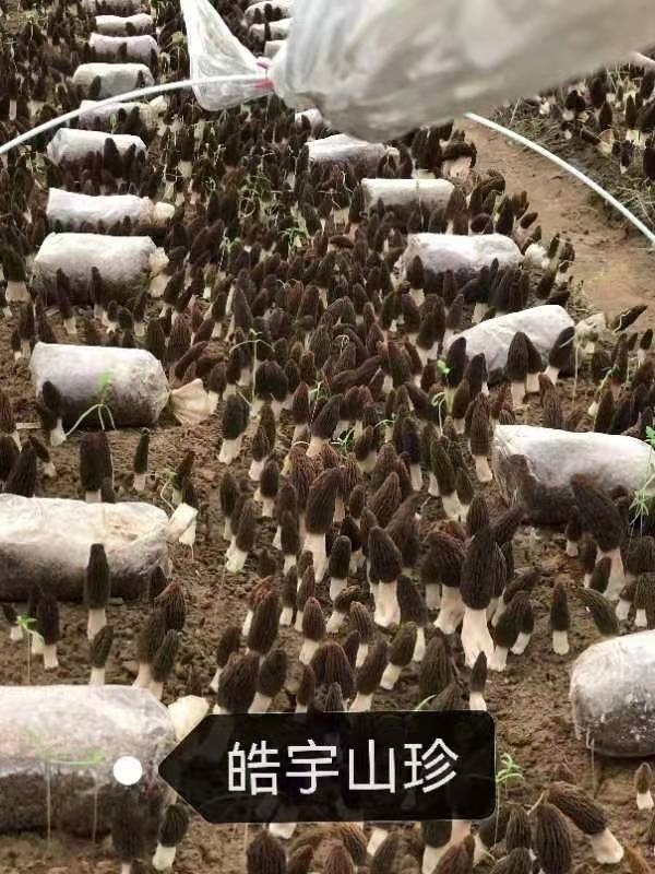 &#24320;&#20113;&#40;&#20013;&#22269;&#41;&#75;&#97;&#105;&#121;&#117;&#110;