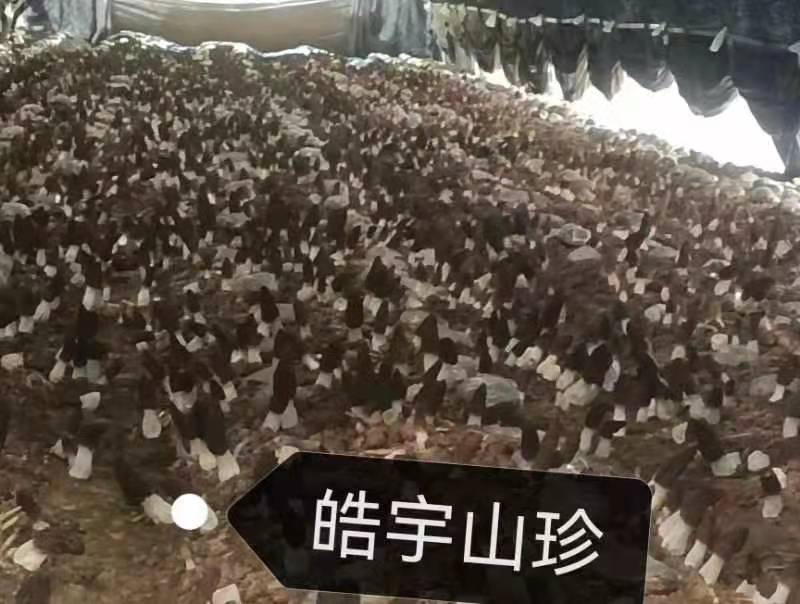 &#24320;&#20113;&#40;&#20013;&#22269;&#41;&#75;&#97;&#105;&#121;&#117;&#110;